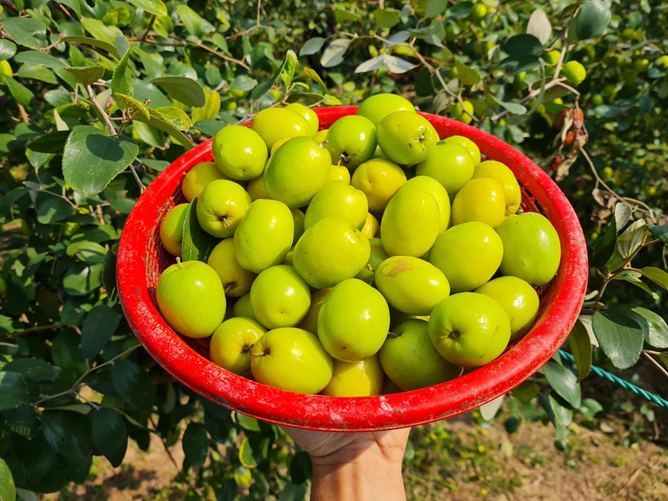 Táo bàng la